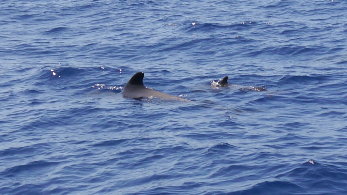 Reisebericht La Gomera – Teil 6: Whale Watching