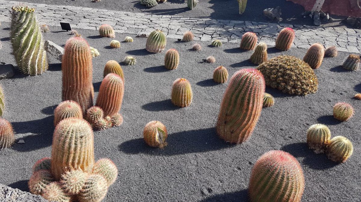 So schön ist Lanzarote #8: Jardin de Cactus